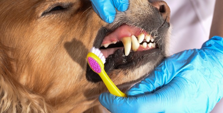 Милый котик с открытым ртом