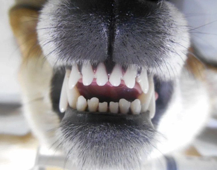 Строение кошачьих зубов
