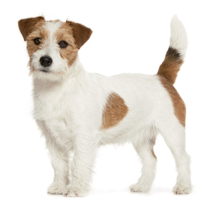 Парсон Рассел терьер короткошерстный