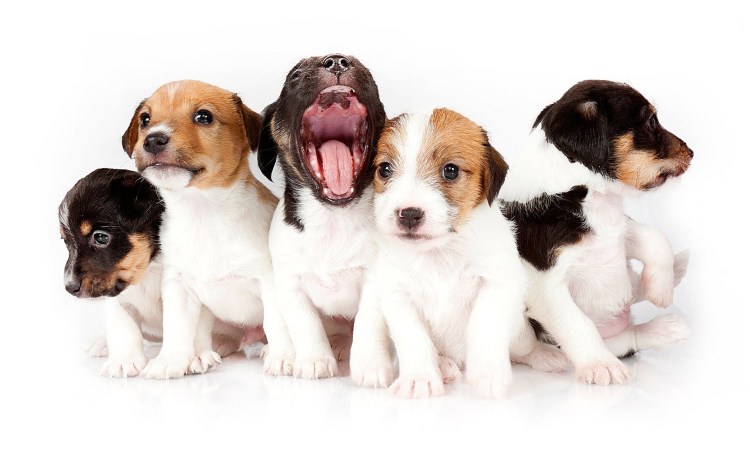 Джек-Рассел-терьер на белом фоне