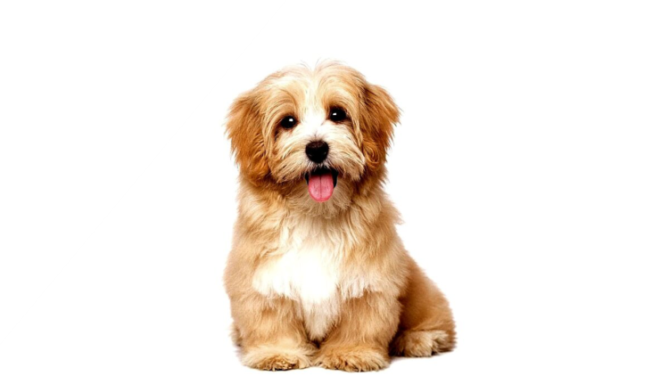 Собака без фона