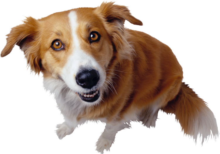 Собака на белом фоне