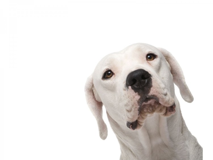 Собака на белом фоне