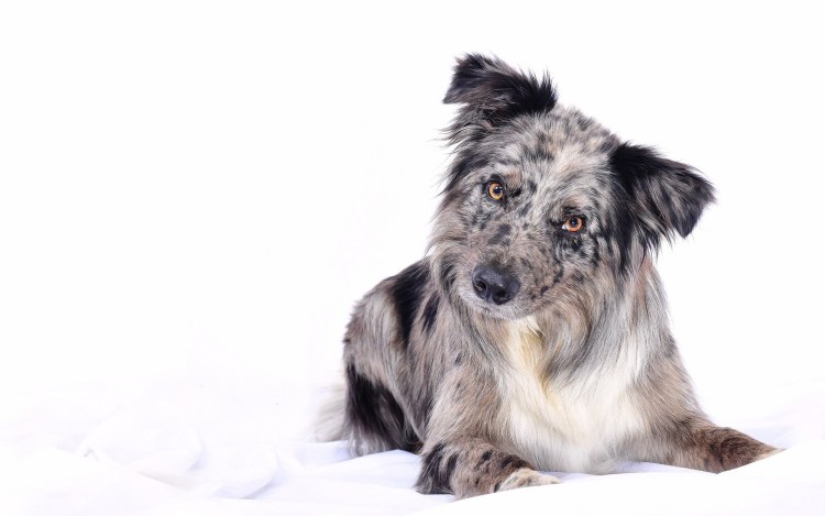 Бордер колли щенок на белом фоне