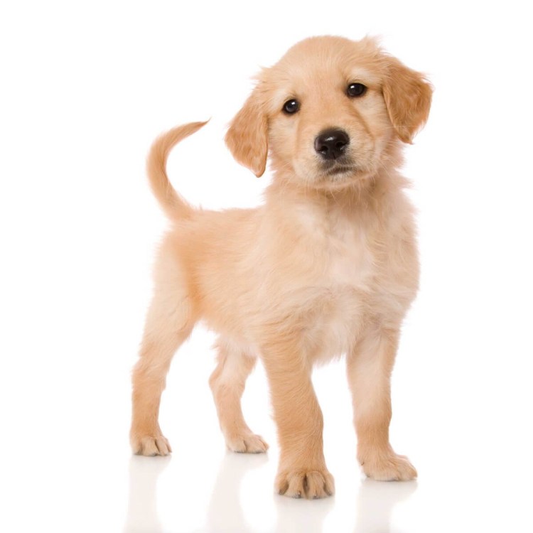 Золотистый ретривер щенок