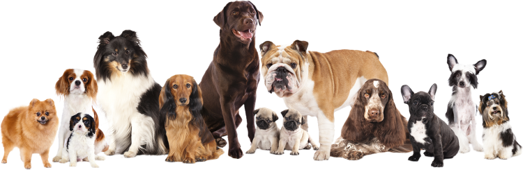 Много собак на белом фоне