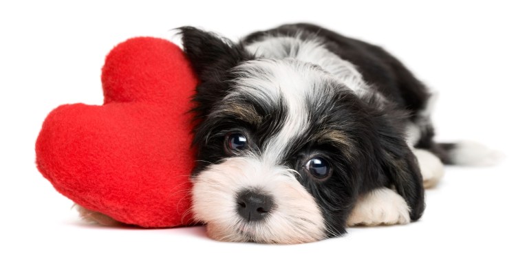 Щенок с сердечком