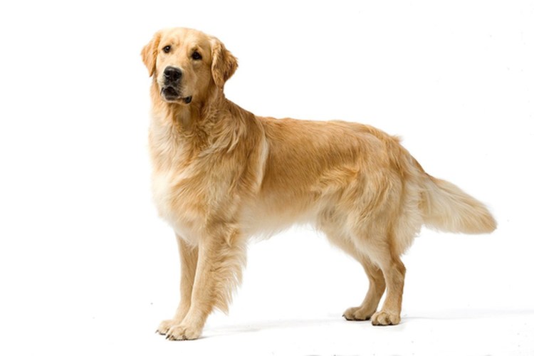 Лабрадор ретривер