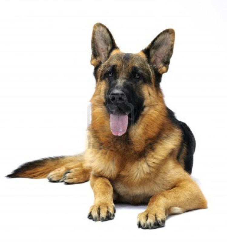 Немецкая овчарка