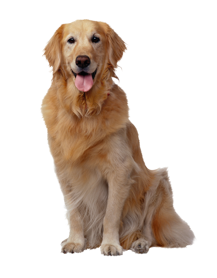 Лабрадор ретривер золотистый