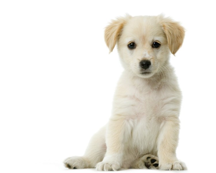 Собака на прозрачном фоне