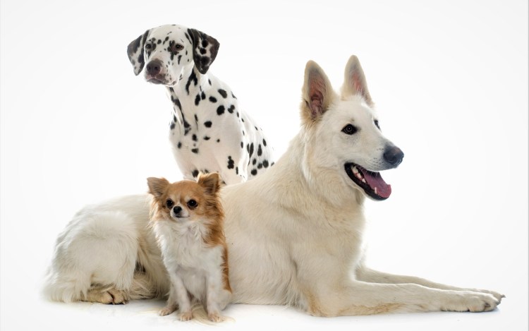 Далматинец и овчарка