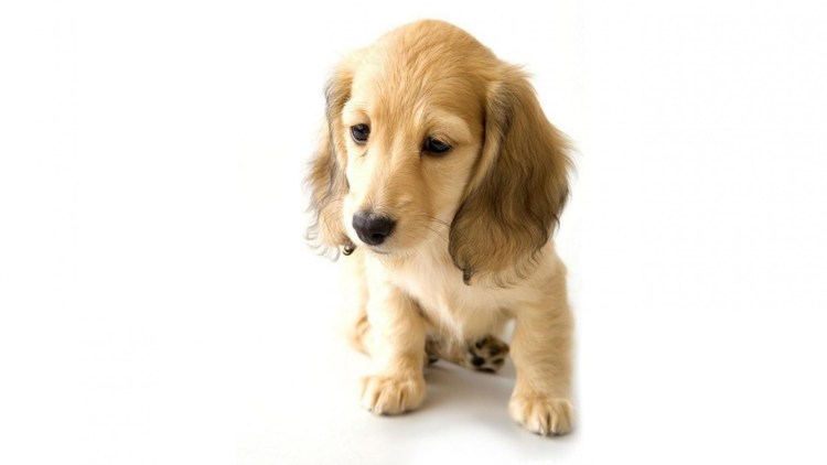 Собачка на белом фоне