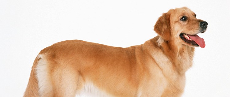 Белая собака