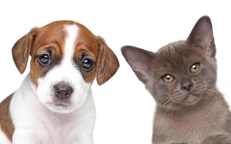 Кошка и собака на белом фоне