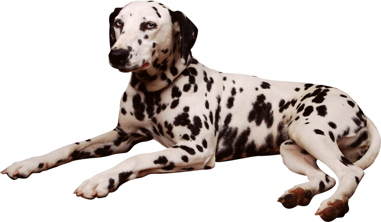 Далматинец щенок