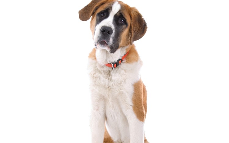 Собака на белом фоне