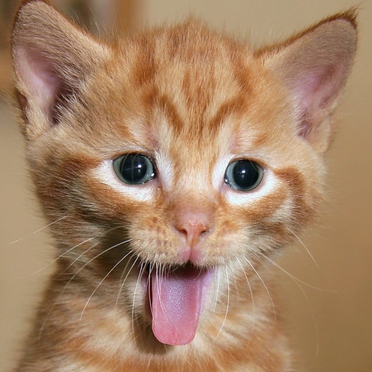 Спящий кот с высунутым языком