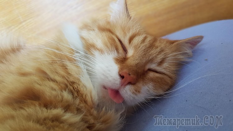 Красно рыжая кошка
