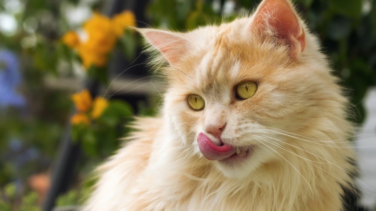 Наглый котэ