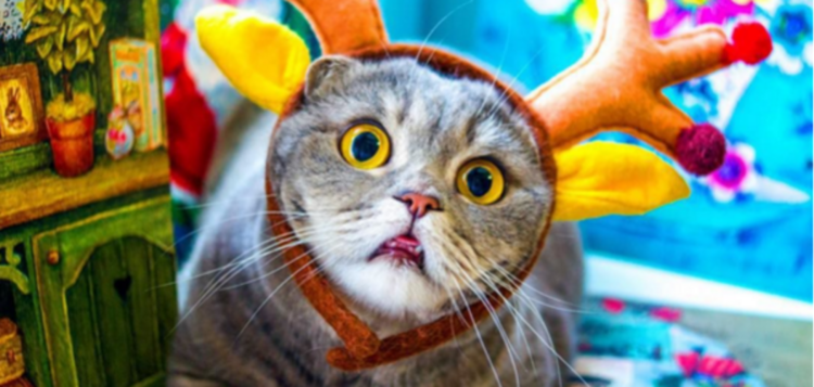 Кошка облизывается