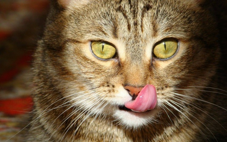 Рыжий кот улыбается