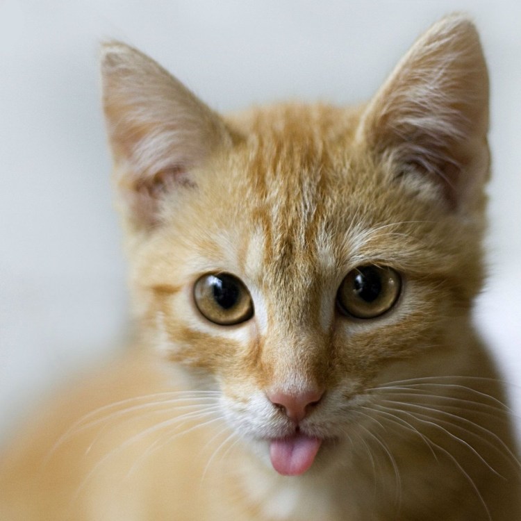 Кот с высунутым языком