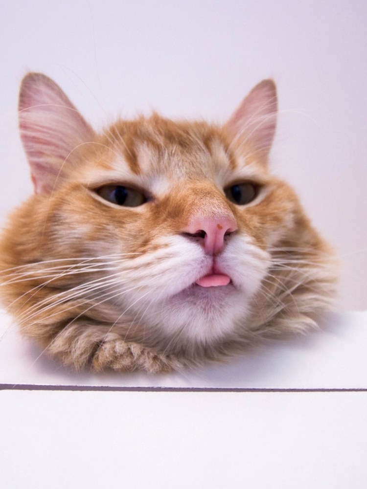 Спящий рыжий кот