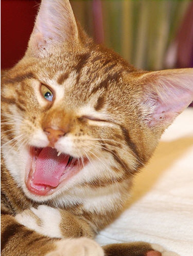 Рыжий кот со сломанной челюстью