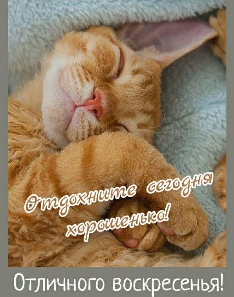 Персидский котенок спит