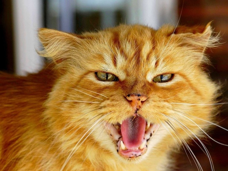 Макросъемка кошек