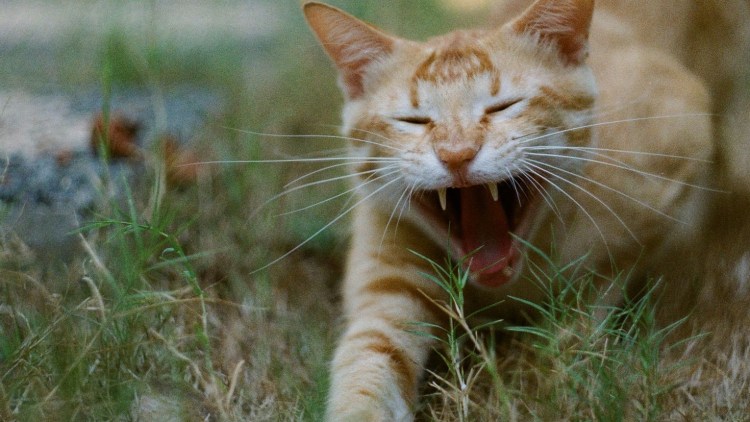 Спящий кот с высунутым языком