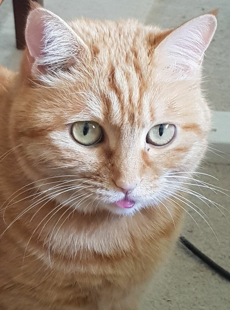 Кот с высунутым языком