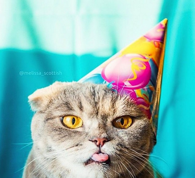 Забавные кошки