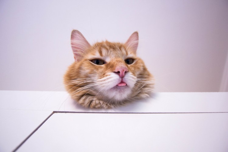 Счастливый кот