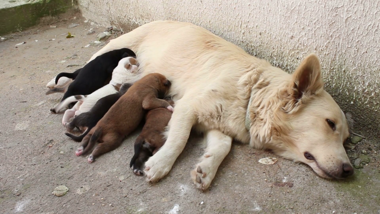 Беременные женщины с животными