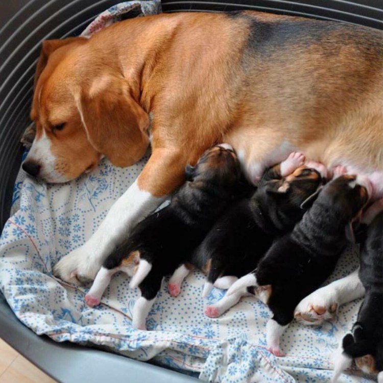 Новорожденный щенок Командора