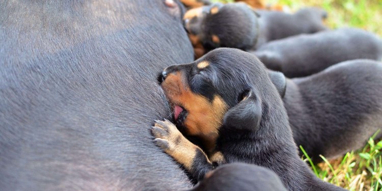 Грудное вскармливание животных женщиной