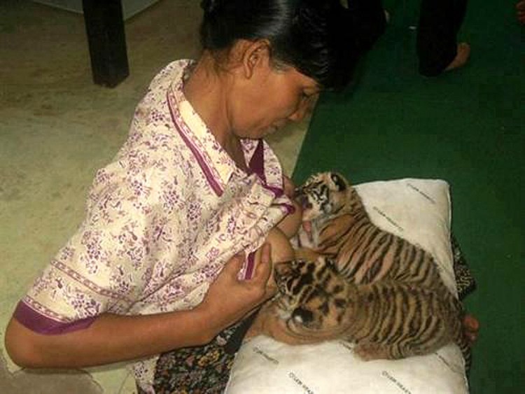 Самка собаки