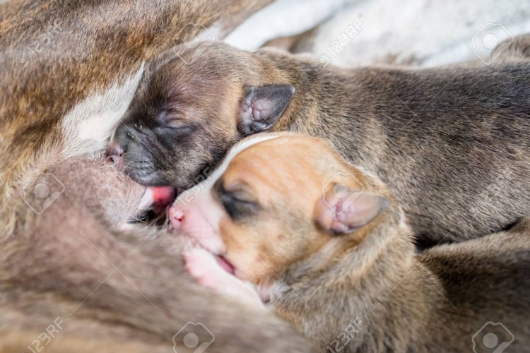 Кермит собака