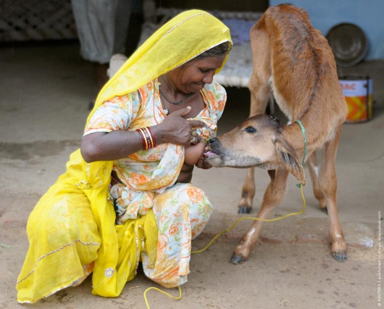 Собака к грудное вскармливание