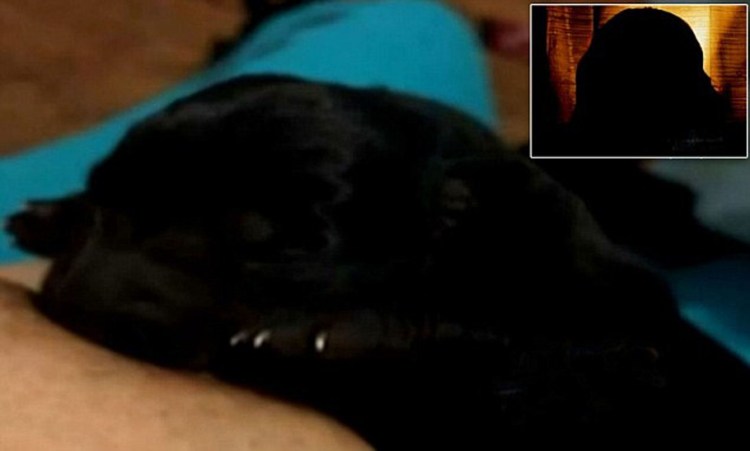 Щенки пьют молоко у мамы