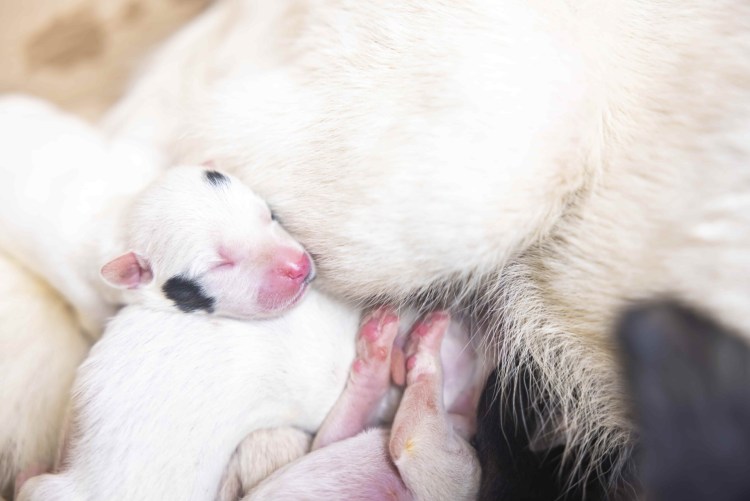 Девочка кормит собаку