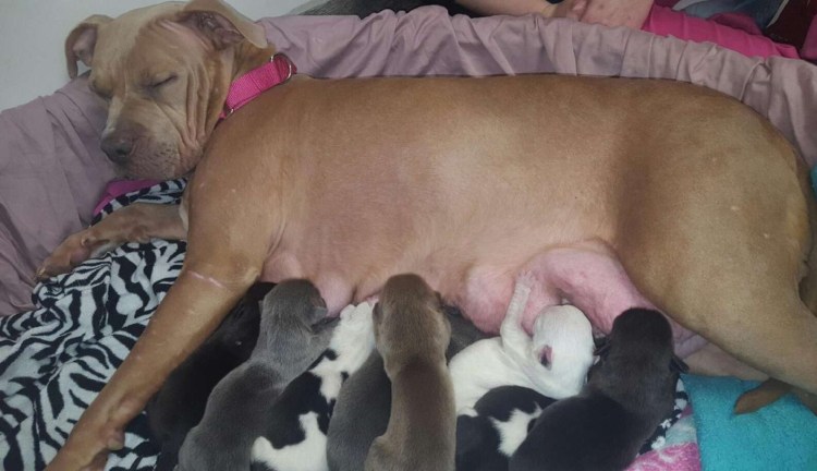 Щенки кормятся