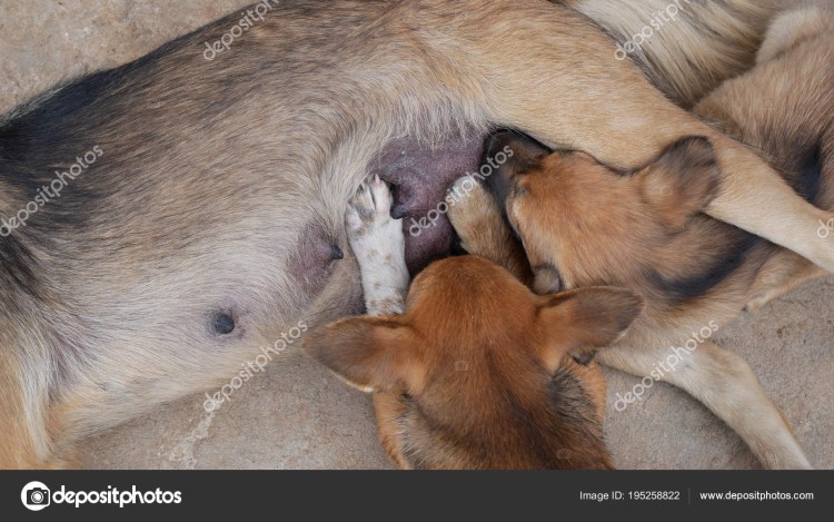 Женщина кормит животных