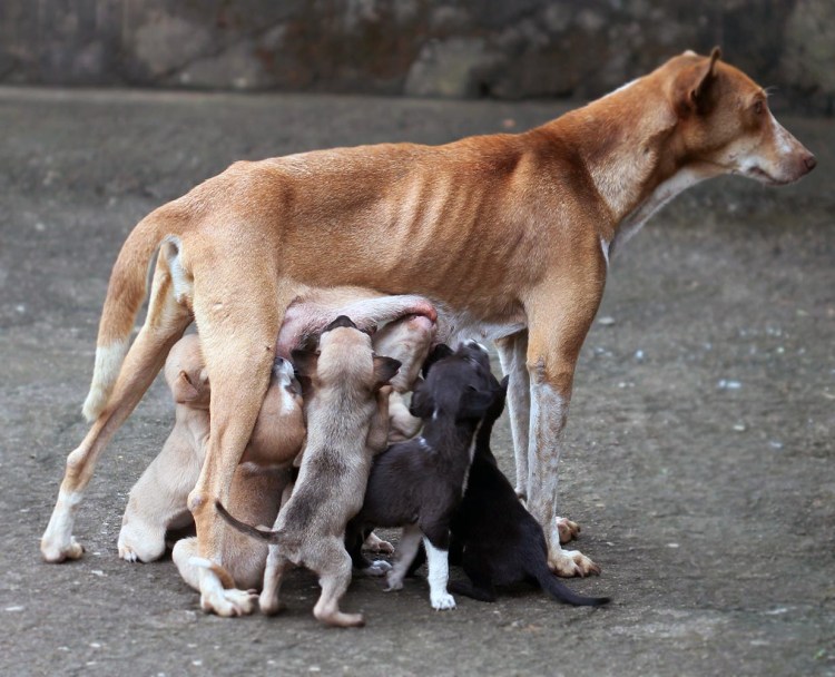 Вскармливание щенков грудью