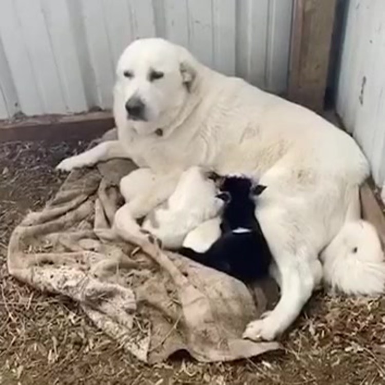 Кермит собака