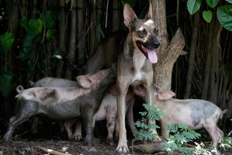 Собака выкармливает щенков