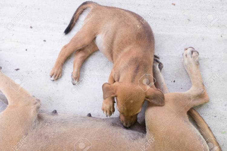 Собаки с другими животными