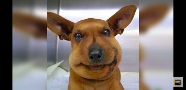 Собаку укусила пчела